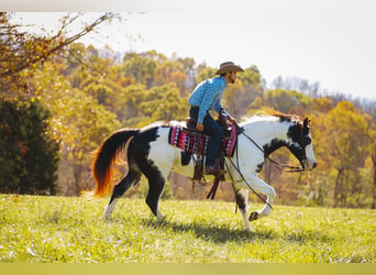 Paint Horse, Caballo castrado, 10 años, 155 cm