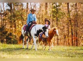 Paint Horse, Caballo castrado, 10 años, 155 cm