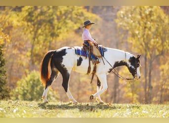 Paint Horse, Caballo castrado, 10 años, 155 cm