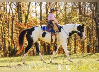 Paint Horse, Caballo castrado, 10 años, 155 cm