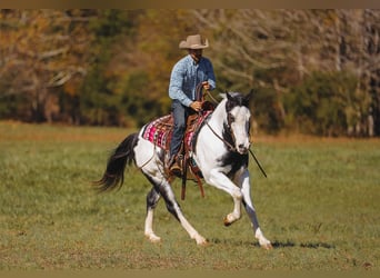 Paint Horse, Caballo castrado, 10 años, 155 cm