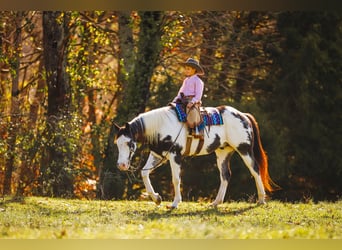 Paint Horse, Caballo castrado, 10 años, 155 cm