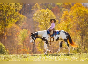 Paint Horse, Caballo castrado, 10 años, 155 cm