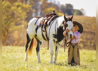 Paint Horse, Caballo castrado, 10 años, 155 cm