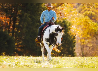 Paint Horse, Caballo castrado, 10 años, 155 cm