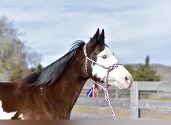 Paint Horse Mestizo, Caballo castrado, 10 años, 155 cm, Castaño rojizo