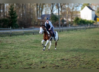 Paint Horse, Caballo castrado, 10 años, 155 cm, Overo-todas las-capas