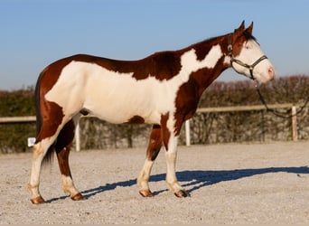 Paint Horse, Caballo castrado, 10 años, 155 cm, Overo-todas las-capas