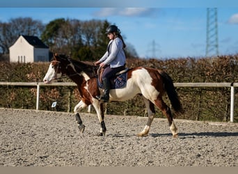 Paint Horse, Caballo castrado, 10 años, 155 cm, Overo-todas las-capas