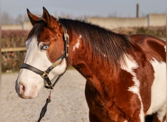 Paint Horse, Caballo castrado, 10 años, 155 cm, Overo-todas las-capas