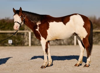 Paint Horse, Caballo castrado, 10 años, 155 cm, Overo-todas las-capas