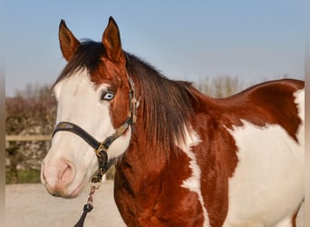 Paint Horse, Caballo castrado, 10 años, 155 cm, Overo-todas las-capas