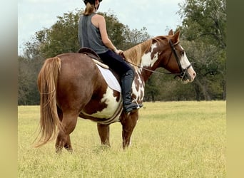 Paint Horse, Caballo castrado, 10 años, 155 cm, Overo-todas las-capas