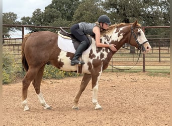 Paint Horse, Caballo castrado, 10 años, 155 cm, Overo-todas las-capas