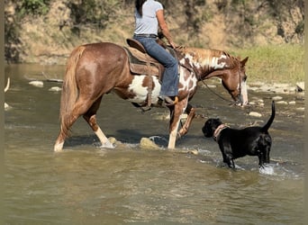 Paint Horse, Caballo castrado, 10 años, 155 cm, Overo-todas las-capas