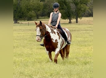 Paint Horse, Caballo castrado, 10 años, 155 cm, Overo-todas las-capas