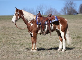 Paint Horse, Caballo castrado, 10 años, 155 cm, Overo-todas las-capas