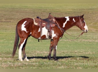 Paint Horse, Caballo castrado, 10 años, 155 cm