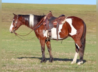 Paint Horse, Caballo castrado, 10 años, 155 cm