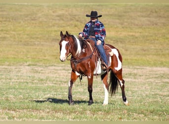 Paint Horse, Caballo castrado, 10 años, 155 cm