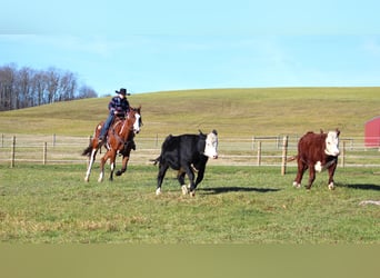 Paint Horse, Caballo castrado, 10 años, 155 cm