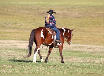 Paint Horse, Caballo castrado, 10 años, 155 cm