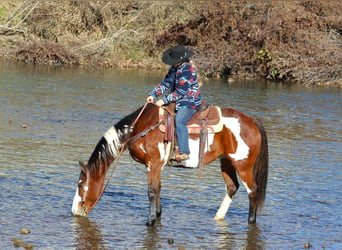 Paint Horse, Caballo castrado, 10 años, 155 cm