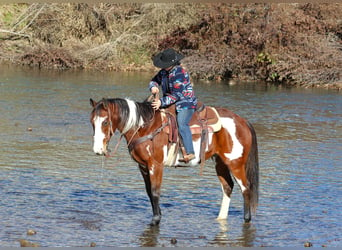 Paint Horse, Caballo castrado, 10 años, 155 cm