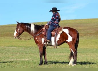 Paint Horse, Caballo castrado, 10 años, 155 cm