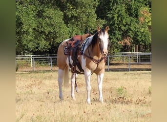 Paint Horse Mestizo, Caballo castrado, 10 años, 155 cm
