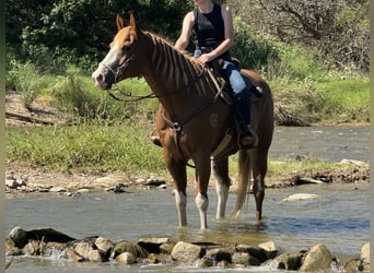 Paint Horse, Caballo castrado, 10 años, 157 cm, Alazán rojizo