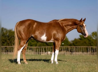 Paint Horse, Caballo castrado, 10 años, 157 cm, Alazán rojizo