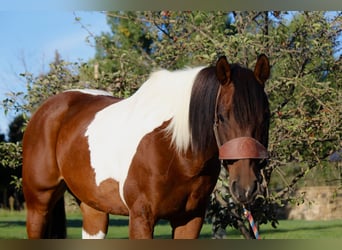 Paint Horse, Caballo castrado, 10 años, 157 cm, Tobiano-todas las-capas