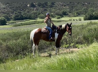 Paint Horse, Caballo castrado, 10 años, 170 cm, Castaño rojizo
