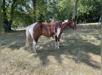 Paint Horse, Caballo castrado, 10 años, 170 cm, Castaño rojizo