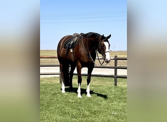 Paint Horse, Caballo castrado, 10 años, Castaño rojizo