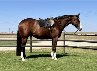 Paint Horse, Caballo castrado, 10 años, Castaño rojizo
