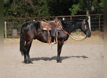 Paint Horse, Caballo castrado, 10 años, Negro