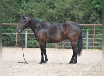 Paint Horse, Caballo castrado, 10 años, Negro