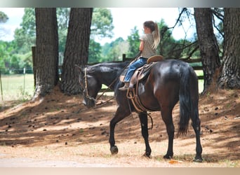 Paint Horse, Caballo castrado, 10 años, Negro