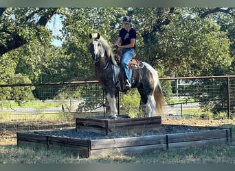 Paint Horse, Caballo castrado, 11 años, 135 cm, Tobiano-todas las-capas