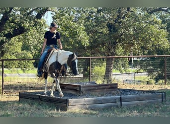 Paint Horse, Caballo castrado, 11 años, 135 cm, Tobiano-todas las-capas