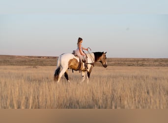 Paint Horse, Caballo castrado, 11 años, 142 cm, Buckskin/Bayo
