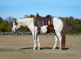 Paint Horse, Caballo castrado, 11 años, 147 cm, Alazán rojizo