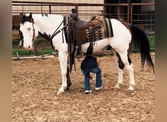 Paint Horse, Caballo castrado, 11 años, 147 cm