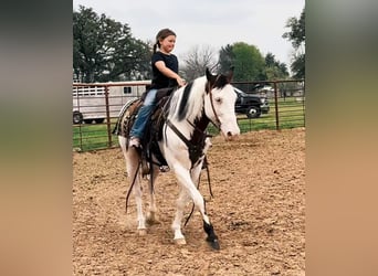 Paint Horse, Caballo castrado, 11 años, 147 cm