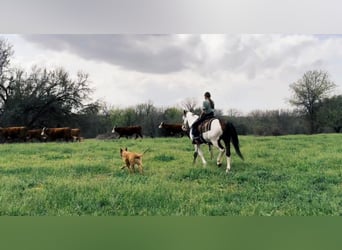 Paint Horse, Caballo castrado, 11 años, 147 cm