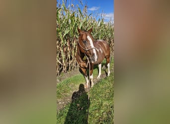 Paint Horse Mestizo, Caballo castrado, 11 años, 148 cm, Pío