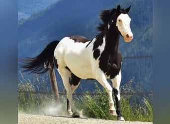 Paint Horse, Caballo castrado, 11 años, 149 cm, Overo-todas las-capas