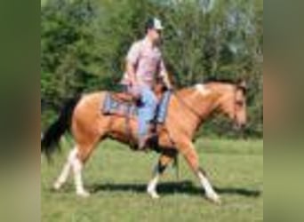 Paint Horse, Caballo castrado, 11 años, 150 cm, Buckskin/Bayo